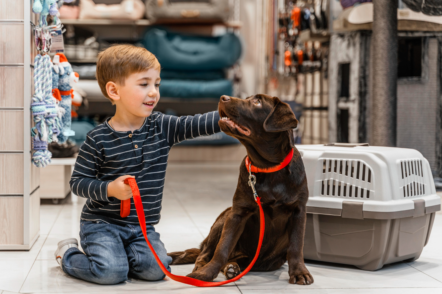 Pet Import Rules for UAE from India (Updated 2026 Guide for Dog & Cat ...
